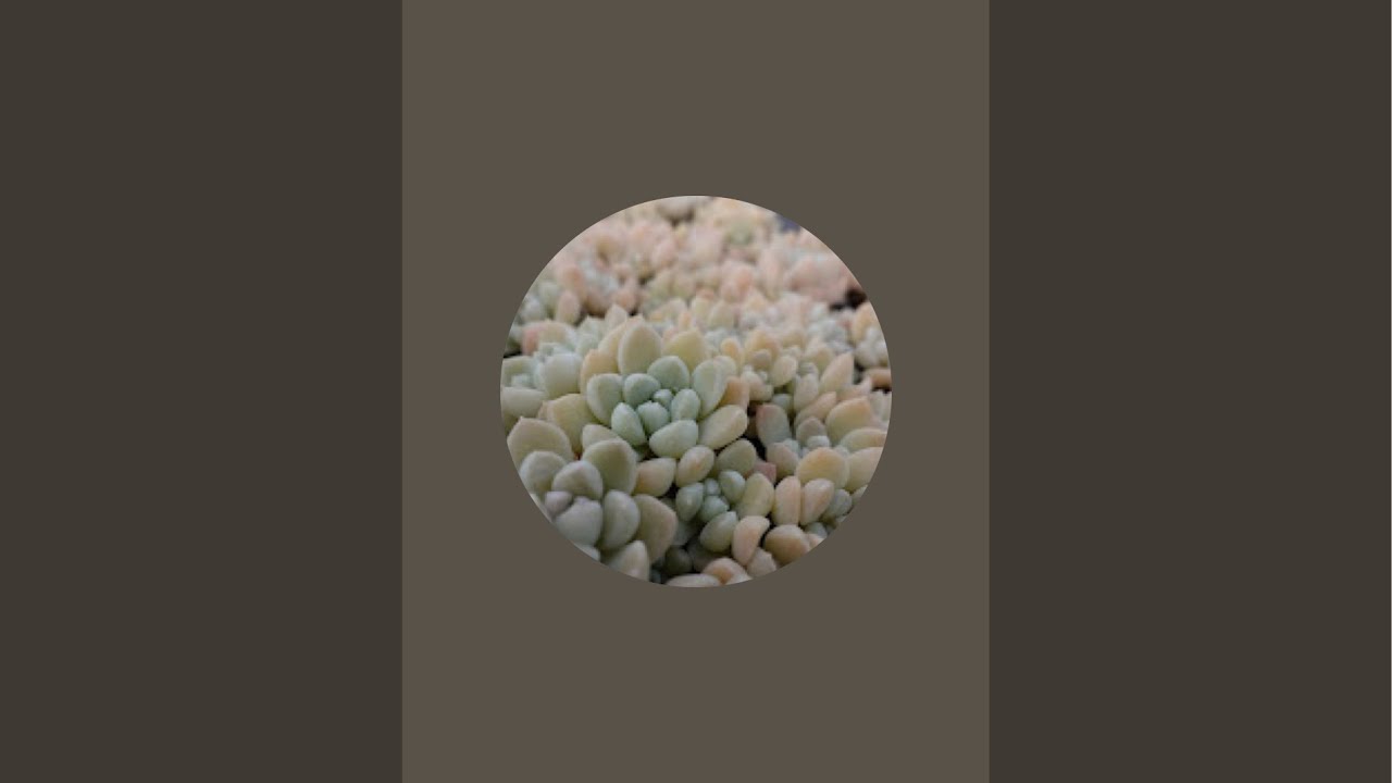 つぶつぶ屋✡️花芽付き 子株付き チュン✡️ 多肉 抜き苗 つぶー 寄せ