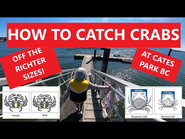 How to catch crabs. North Vancouver BC! Crab honeypot traps off the Richter  sizes! 
