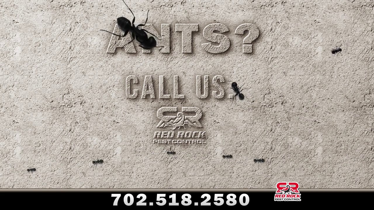 Las Vegas Ant Control & Extermination by Red Rock Pest Control YouTube