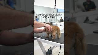 Blending out clipper lines on a dog #grooming