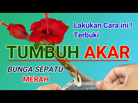 Video: Biji Kembang Sepatu: Bagaimana Cara Menanam Mawar Cina 