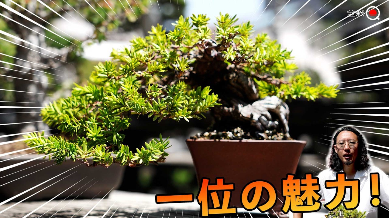猛毒危険?イチイの模様木を作ろう。+RB【盆栽Q】