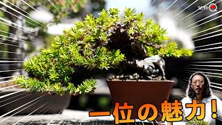 猛毒危険？イチイの模様木を作ろう。+RB【盆栽Q】