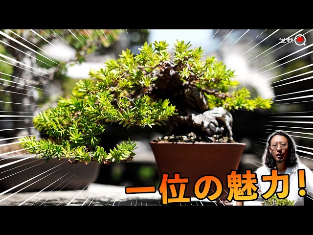 Highly poisonous and dangerous? Let's make a yew tree with a