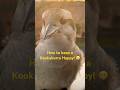 Cute Kookaburra Snack Attack! 🤣 Funny Birds Video #funny #birds