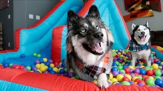 Puppy Surprised with Giant Ball Pit Bounce House!