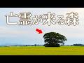 山形県で、亡霊が来る森を見つけた。