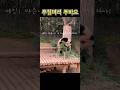자기표현 확실했던 푸질머리 부리는 푸바오, 그리운 푸질머리
