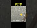 アリが命をかけて呼ぶヤバいサイン