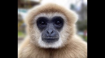 How to rig your gorilla tag fan game player model