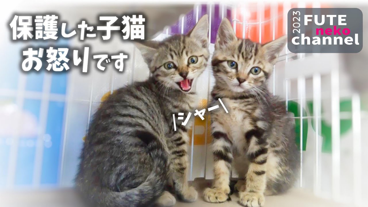 激おこ子猫は今日もシャーが止まない【保護子猫】 - YouTube