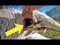 Sticking a Camera Inside a Kangaroo Pouch - Newborn Baby 🦘