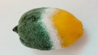 7 Foods You Should Never Refrigerate