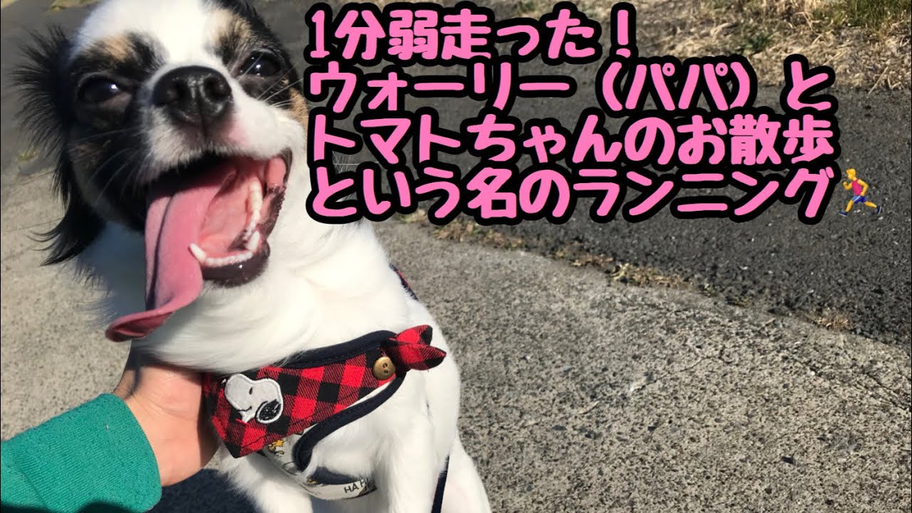 パピヨンのトマトちゃん 2代目犬のお散歩動画 1分近く走らされるウォーリー Youtube