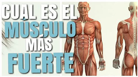 ¿Cuál es el músculo más importante del cuerpo?