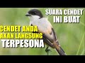 Cendet Stres Dan Macet Pun Langsung Nyaut Dengar Suara Cendet Ini Mp3 - Mp4 Download