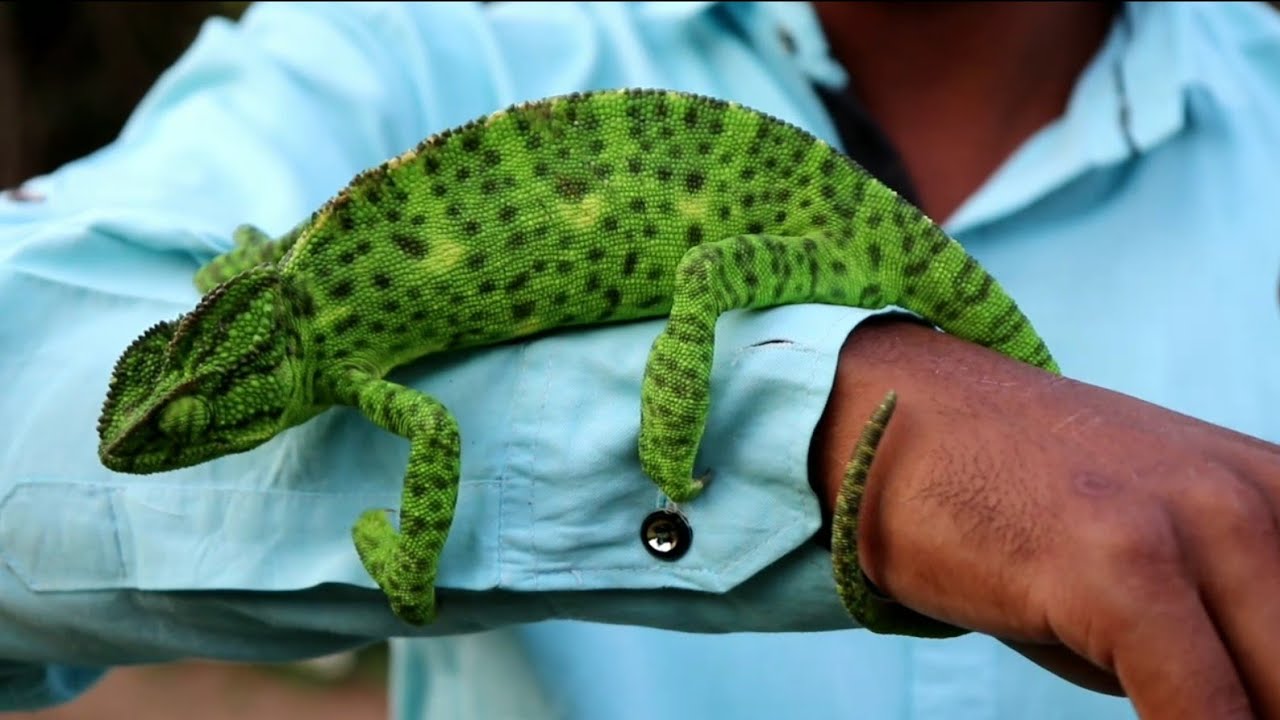 nagbibilang ng poste क्या रंग बदलू गिरगिट के फूंक मारने से आंख चली जाती है | Chameleon lizard, Non venomous
