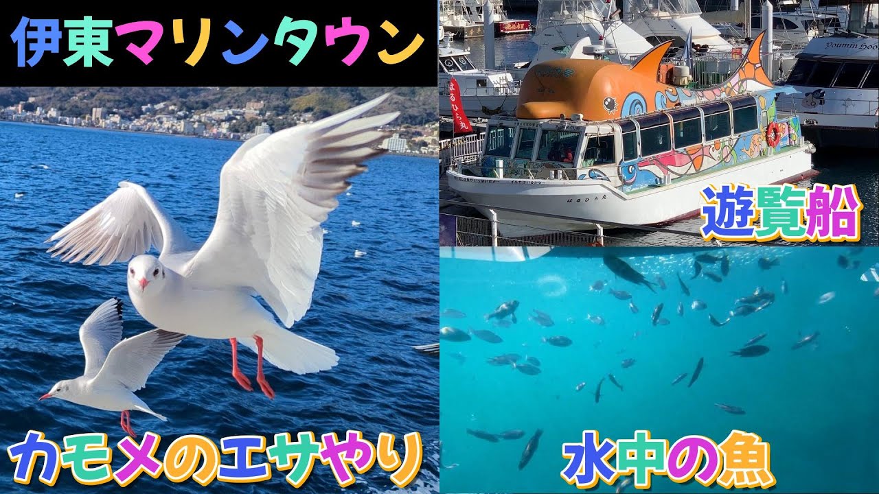 カモメのエサやり🚢遊覧船🐡水中の魚🐟伊東マリンタウン🍊Hachigori