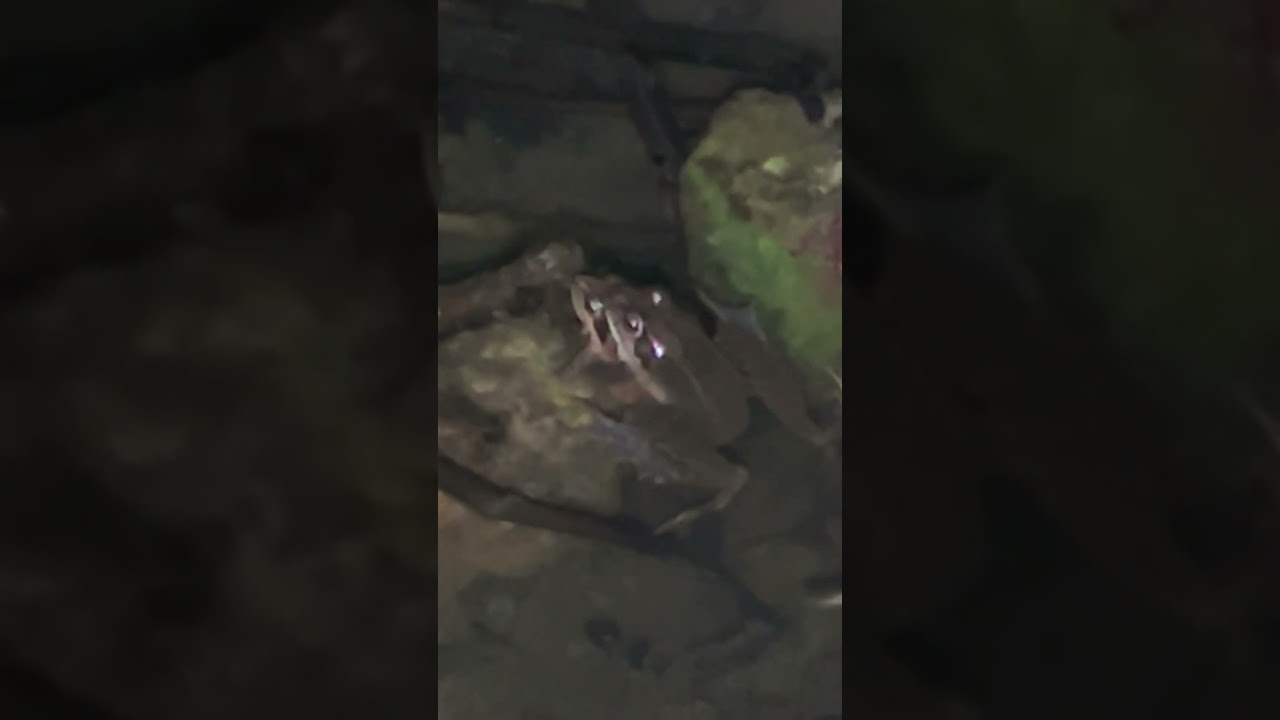 抱接中のニホンアカガエル