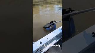Nice big yellowbelly Condamine river