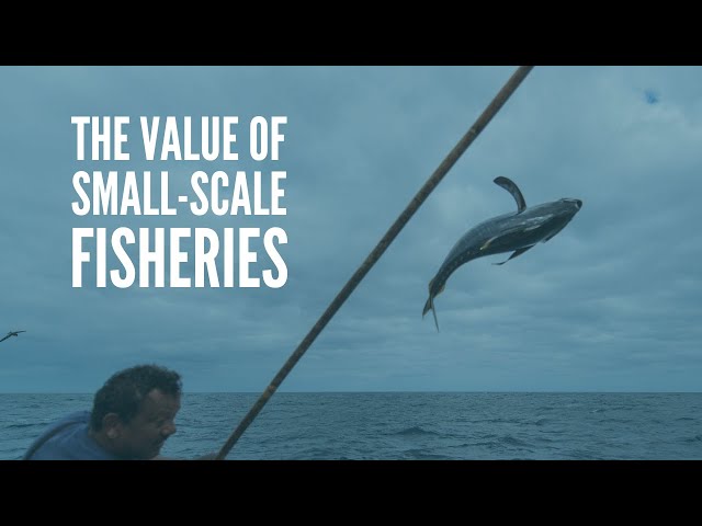 The Value of Small-Scale Fisheries 