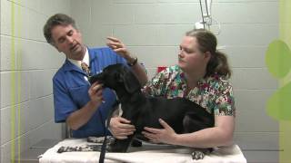 Humane Touch - June 2016 - St. Charles County Government, MO