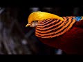 Top 10 Beautiful Birds in the World| সবচেয়ে সুন্দর ১০ টি পাখি | BEAUTY OF NATURE | 4k