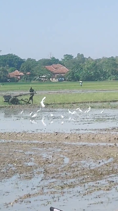 lagu tarling dan suasana alam pagi #videoviral2023 di kampung pesawahan #indramayu