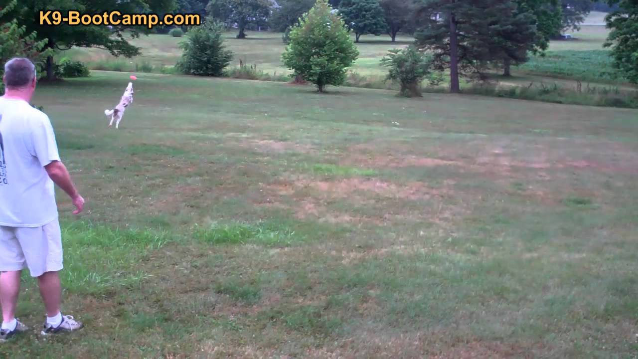 Dog Training in Charlotte NC K9BootCamp YouTube