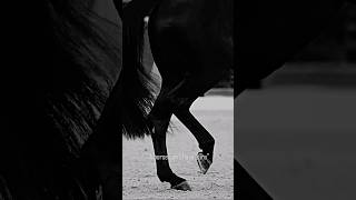 Horse Definition Of Aura