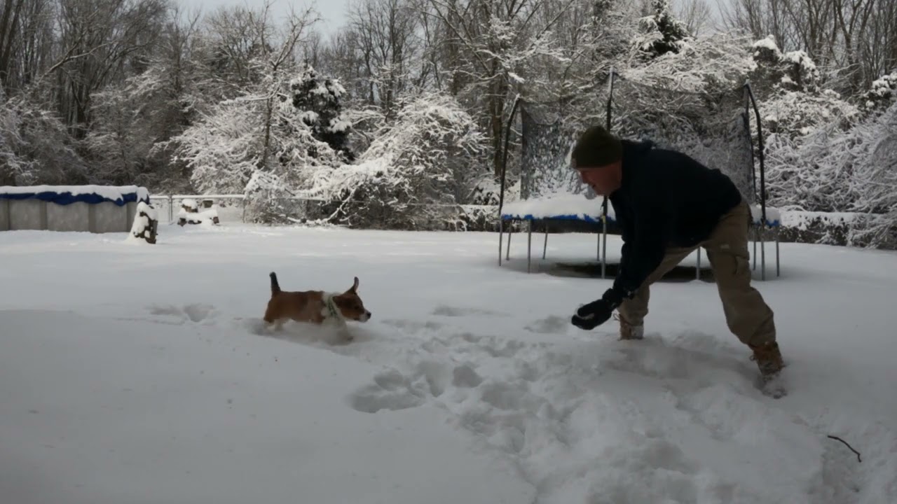 Our new family Corgi Beagle mix dog learning how to play in the snow. 