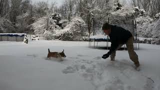 Our new family Corgi Beagle mix dog learning how to play in the snow