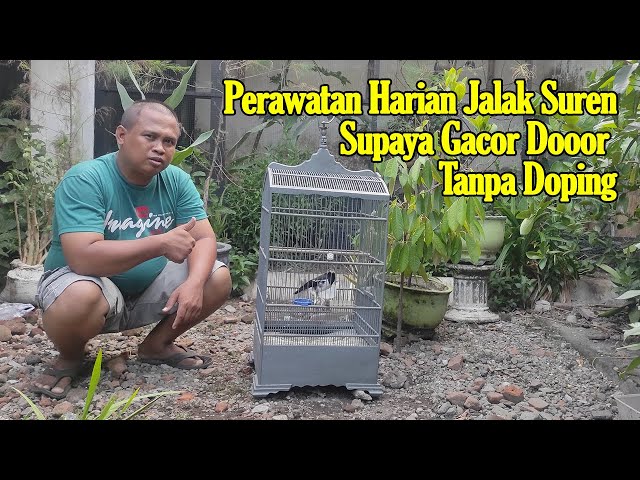 PERAWATAN BURUNG JALAK SUREN SUPAYA GACOR || TIPS MERAWAT JALAK SUREN BIAR GACOR SIANG DAN MALAM class=