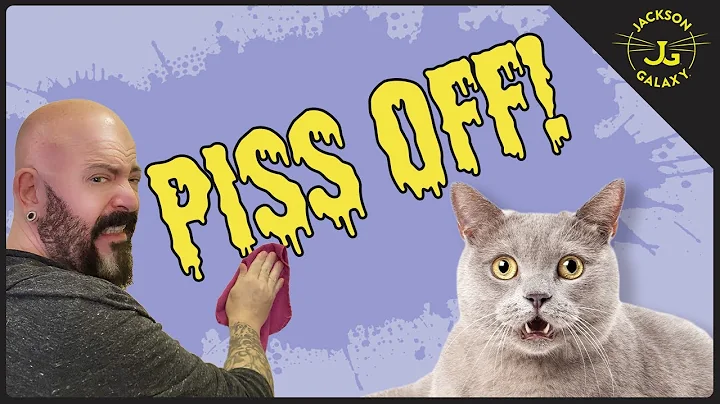 You're Doing it Wrong: How to Clean Cat Pee - DayDayNews