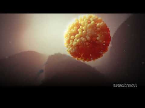 Оплодотворение | 3D Анимация | Процесса оплодотворения яйцеклетки