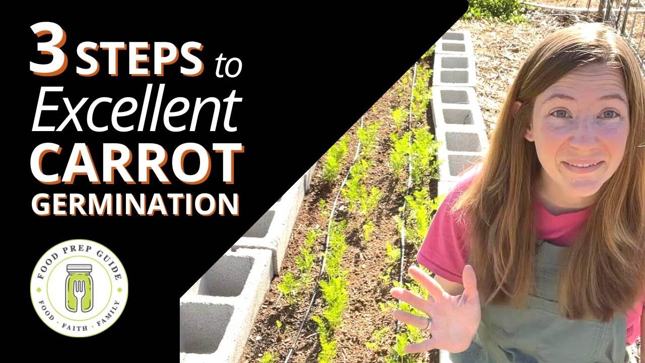How To Sow Carrot Seeds YouTube how-to-sow-carrot-seeds-youtube