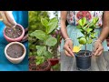 Grow Guava tree at home | अमरुद का पौधा उगाएं आसानी से