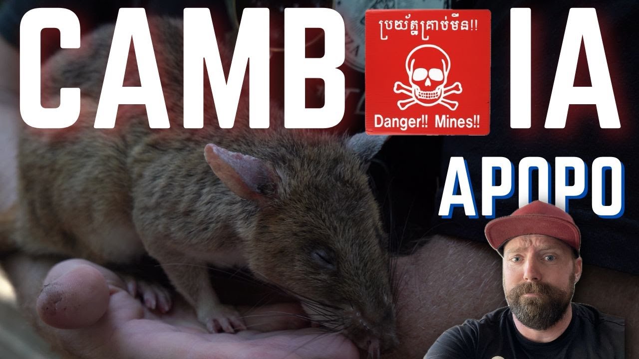 Seim Reip Rats THOUSANDS of lives Saved from Rats! - Siem Reap Vlog - YouTube