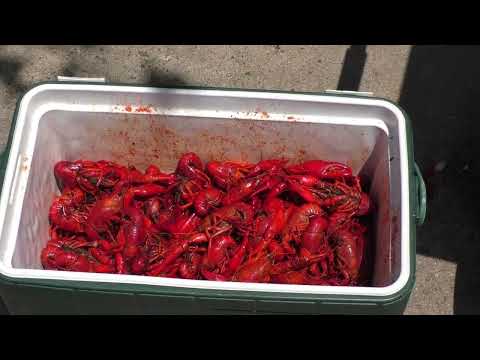 BOILING CRAWFISH ON THE BAYOU-2026