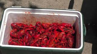 BOILING CRAWFISH ON THE BAYOU-2026