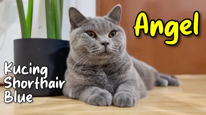 Video 9540551: kucing british shorthair blue