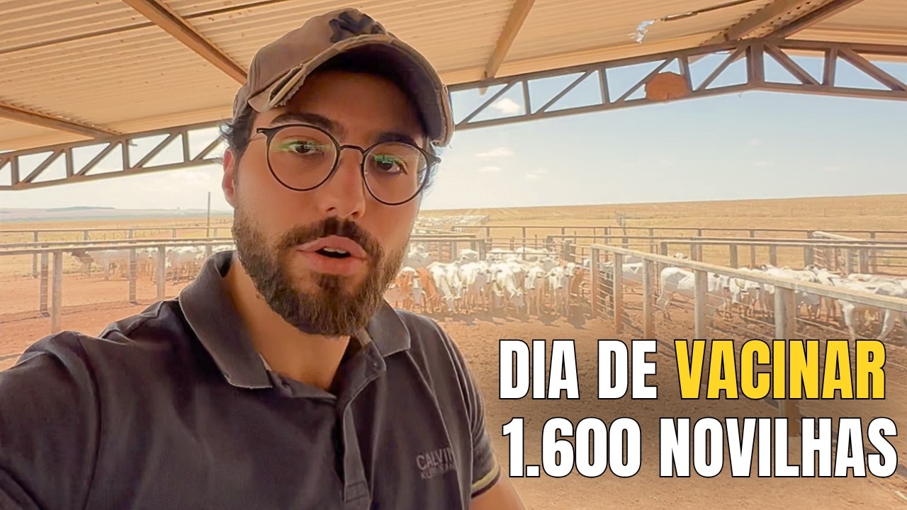 Como é Vacinar 1.600 Novilhas em 3 Dias (mostrei tudo)