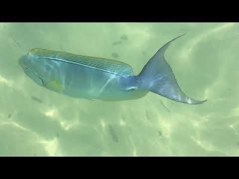 Video: Đi Lặn với Ống thở ở đâu trên Kauai