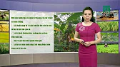 
      Thời tiết nông vụ 28/07/2019: Cách phòng bệnh héo rủ vàng lá Panama trên cây chuối | VTC14
    