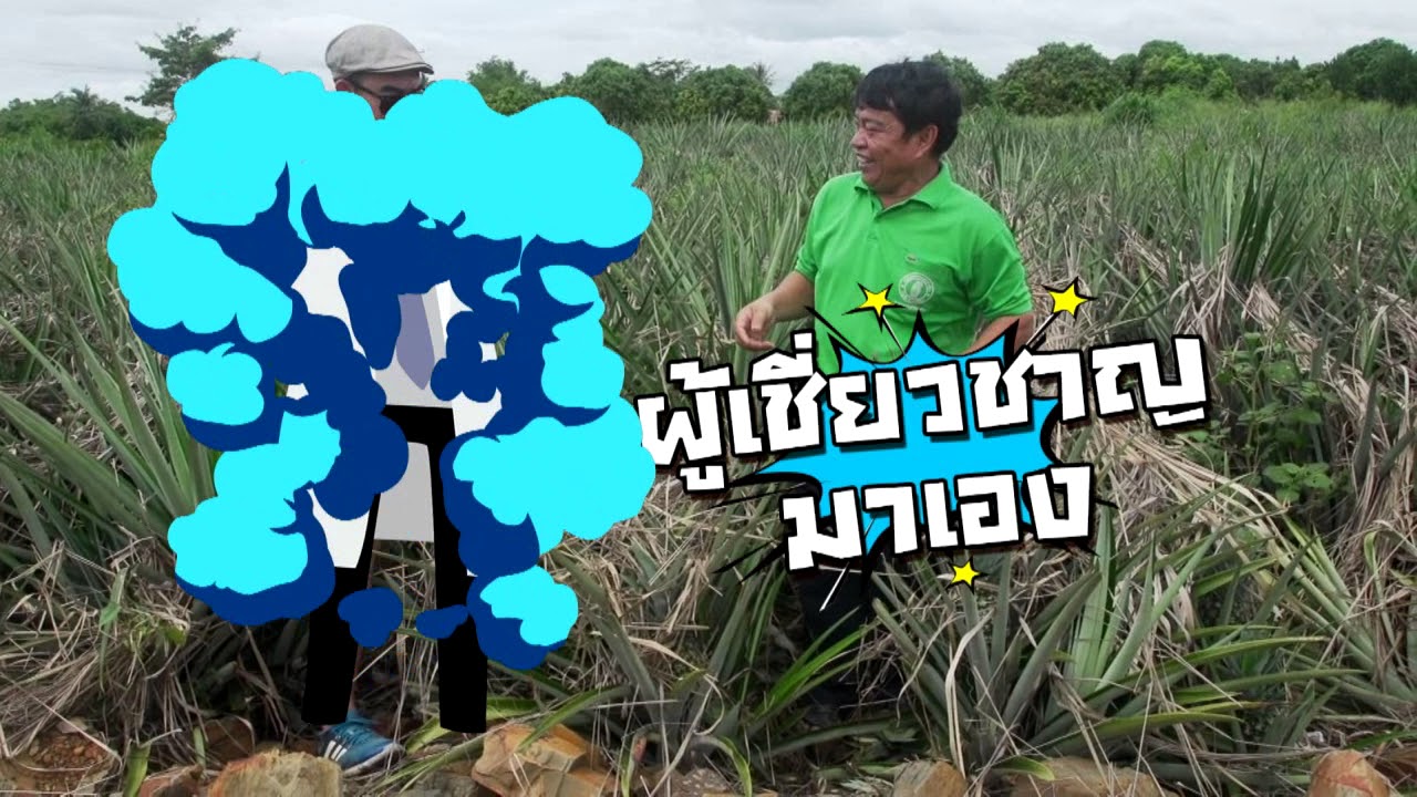 เกษตรไทยไอดอล I EP.116 ตอน สับปะรดแปลงใหญ่ 28 ส.ค.60