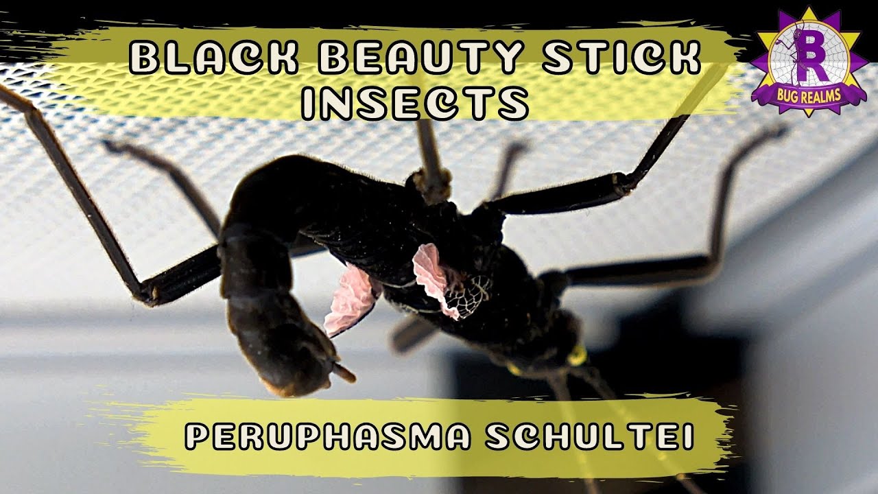 Phasmid Files - Peruphasma schultei - Black Beauty Stick Insects (Pink Wing)