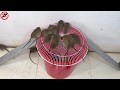 60 Minutes Piège à souris 🐭🐭🐭 Meilleure idée piège à souris eau 🐭 Top 10 Piège à rats