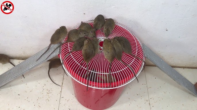 Poupées Maison Catching Souris Rat Rongeur Piège Étable Barn