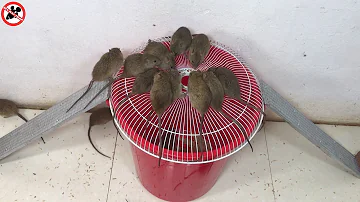 Quel est le meilleur piège à souris ? Quel est le meilleur piège à souris ?