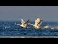 Summer Snow -- Sissle &amp; Zamfir